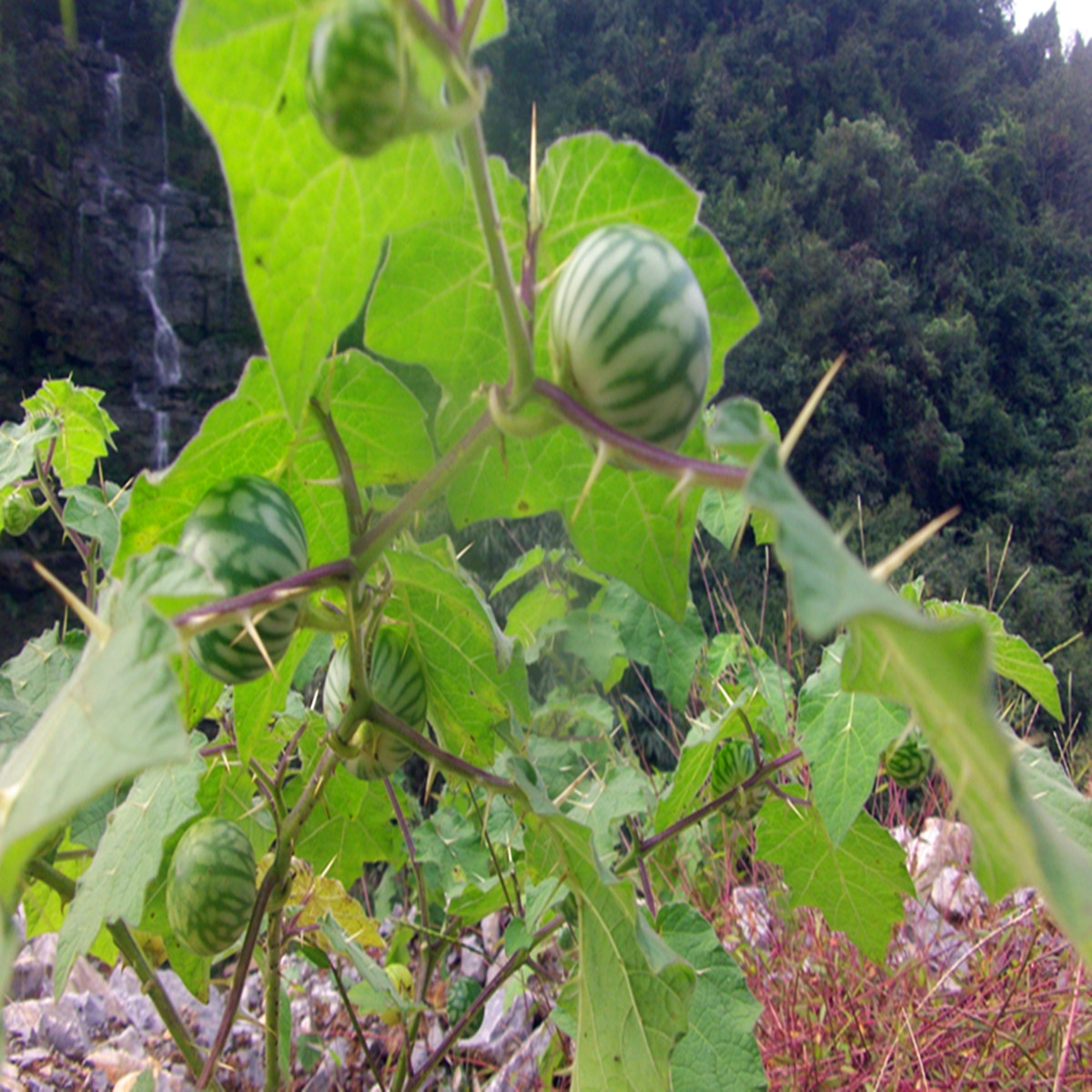 武陵山野生植物树西瓜 学名癫茄 新奇植物 地栽 园林造景