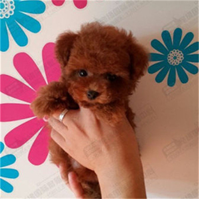 正品[泰迪熊剪毛教程]泰迪熊剪毛评测 手工串珠