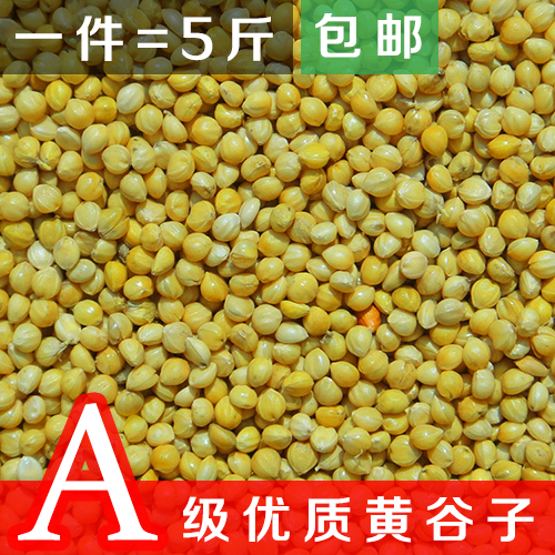 A级大颗粒黄谷子带壳小米粟谷 虎皮玄凤牡丹鹦鹉鸟粮鸟食饲料包邮