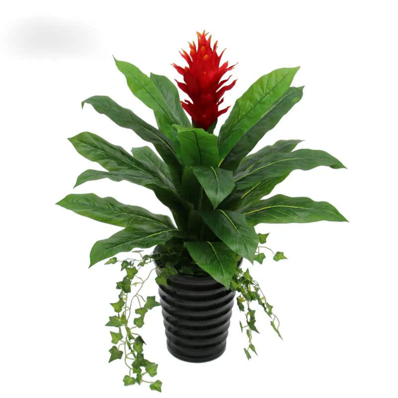 正品[鸿运当头盆栽]盆栽鸿运当头怎么养评测 鸿