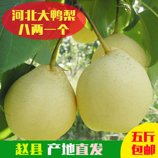 5斤包邮河北特产水果15年正宗赵县有机新鲜鸭梨清肺止咳开胃