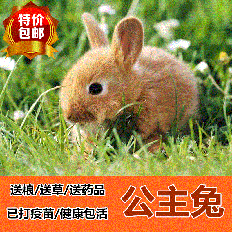 公主兔宠物兔宝宝 小黄兔熊猫兔子黑兔灰兔小野兔子活体 包邮包活