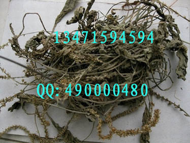 纯天然野生车前草/牛舌草/五斤草/牛甜菜/车轱辘菜/七星草 500克