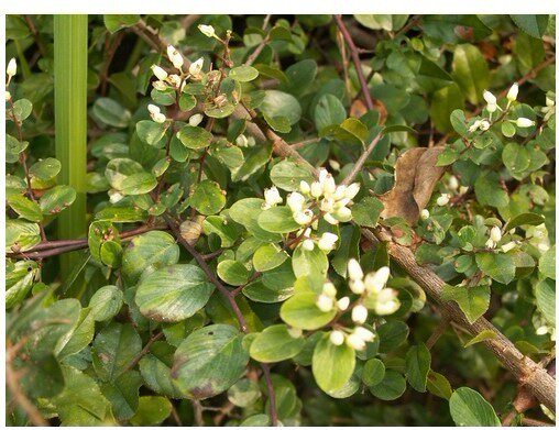 正品野生中药材铁包金 乌金藤 老鼠草 老鼠屎 光枝勾儿茶 干品