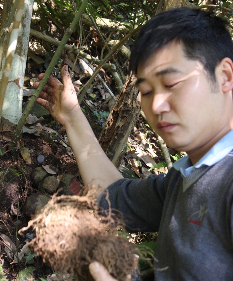 野生中藥材 薯莨 硃砂蓮 紅孩兒 薯良 新鮮 血三七 下單現採包郵