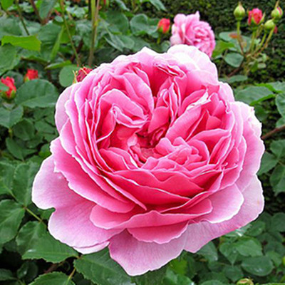 海蒂的花园 肯特公主英国直立月季盆栽花卉1加仑中苗