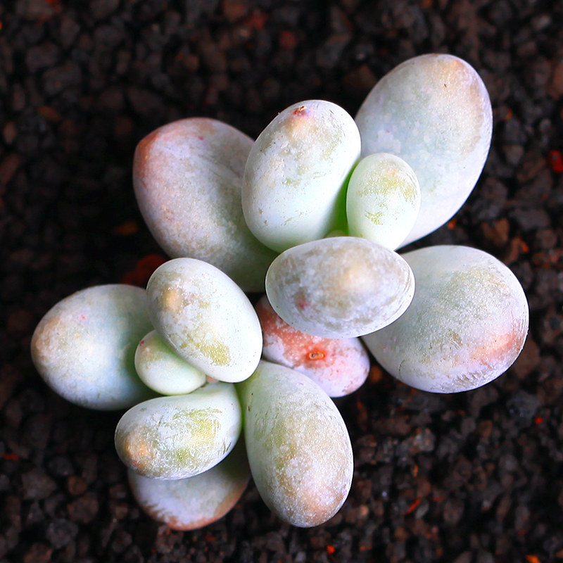 亚美奶酪杂雪莲 多肉奶酪杂多肉植物 盆栽花卉办公室内绿植盆景