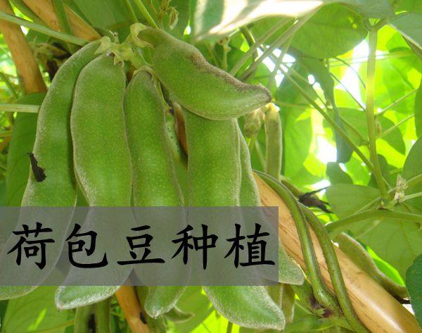 农家自产荷包豆 肾豆 皇帝豆新货养生五谷杂粮煲汤骨头薏米500g