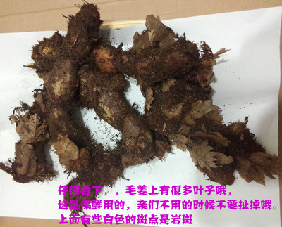 新鮮野生骨碎補毛薑爬巖姜巴巖姜猴姜申姜 防脫生髮骨折500克包郵