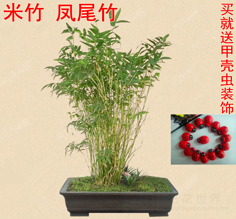 米竹百科,小米竹,红竹(第2页)_大山谷图库