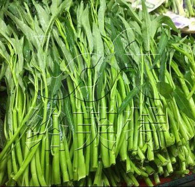爬藤空心菜/无心菜通心菜种子大叶高产蔬菜春夏秋播盆栽基地500g