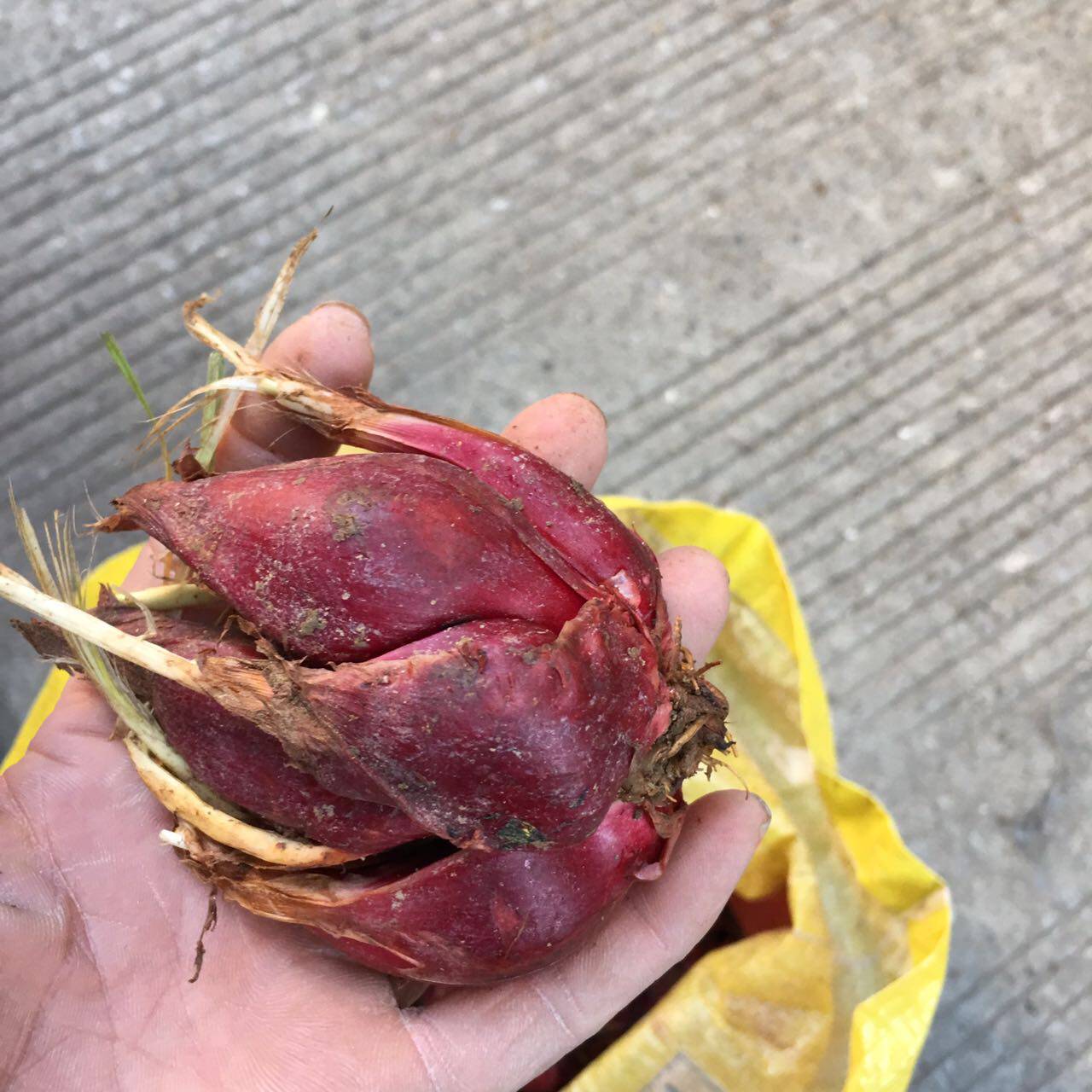 黄山特产野生毛竹笋尖农家干货散装新鲜竹笋500g小笋干菜春