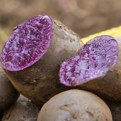 新鲜紫土豆 黑土豆/紫色马铃薯/黑马铃薯 江浙沪5斤包邮