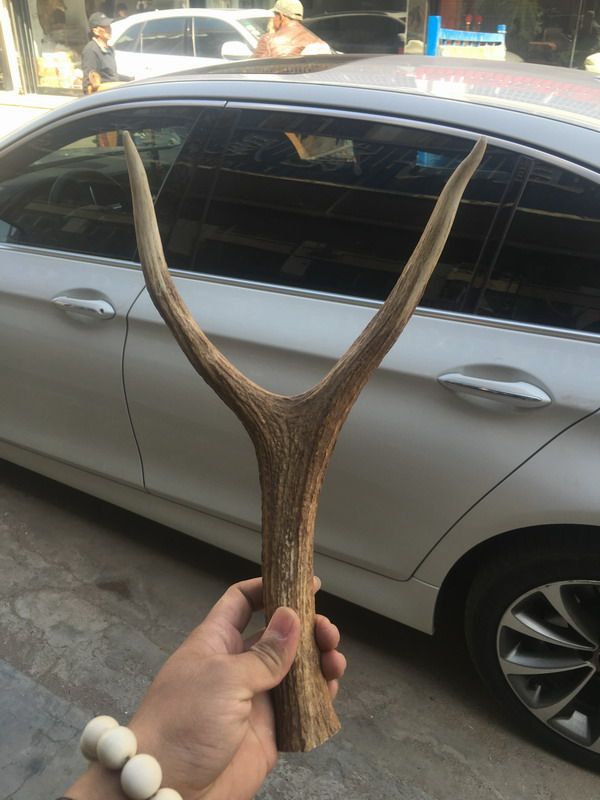 【旗鹿】鹿角弹弓,弹弓材料,鹿角叉,非常难遇,欢迎选购