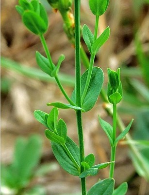 天然野生新鲜田基黄地耳草黄花草雀舌草跌水草七寸金