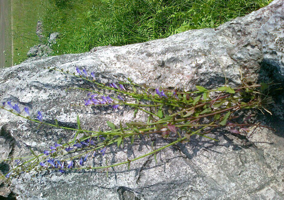 正品野生中草药半枝莲 牙刷草 并头草 切好干品
