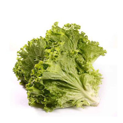 林庄园花叶生菜500g 绿叶生菜罗莎绿 新鲜有机沙拉蔬菜 满5件包邮