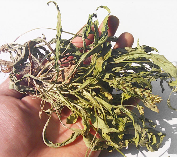 2016新鲜车前草茶 野生车前草整株 车前子干车前草根茶500g包邮