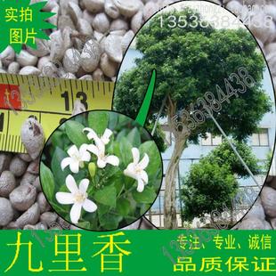 九里香种子 千里香 七里香 室内观赏名贵盆景树种 批发苗木种子