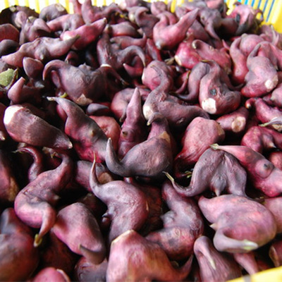 5斤装包邮 洪湖野生红菱角 新鲜菱角带壳 绿色时令蔬菜红皮老菱角