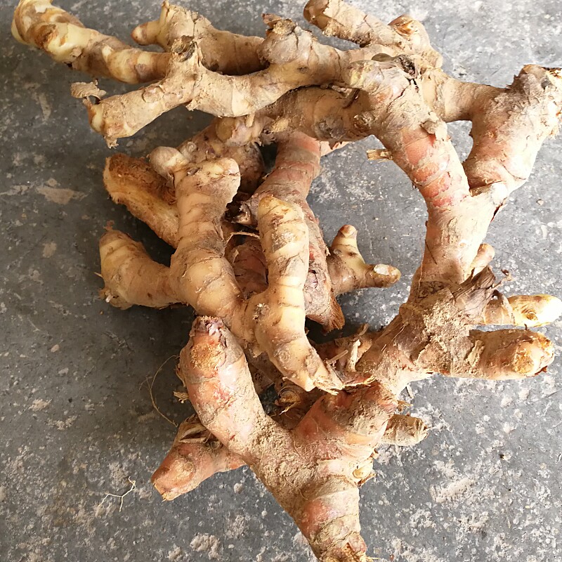 良姜野生新鲜现挖小良姜高良姜 风姜 高凉姜蛮姜海良姜500g发顺丰