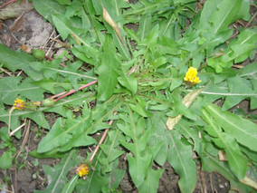 純天然無公害新鮮野菜 麵條菜 麵條棵 保健菜 3斤裝 包郵