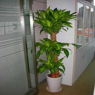 巴西木高大型吸甲醛办公室内盆栽花绿培植防辐射盆景栀子包邮