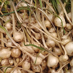 特产 新鲜野生大脑蹦浸没菜山蒜野蒜2斤包邮 东北特产大脑瓜