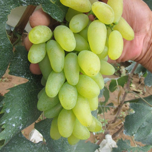 山东特产大泽山金手指葡萄提子胜夏黑巨峰葡萄新鲜水果五斤装包邮