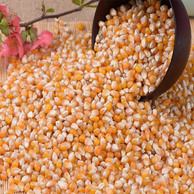 爆花小玉米小玉米粒爆米花专用原料 新货爆裂小玉米 包邮250g