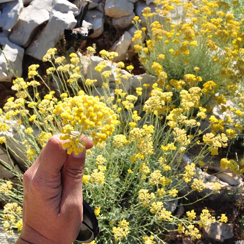 500ml 有机永久花蜡菊纯露 活肤再生 淡化痘印疤痕黑眼圈
