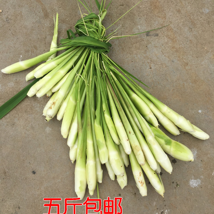 茭瓜和茭白,茭瓜和角瓜,白茭瓜(第11页)_大山谷图库