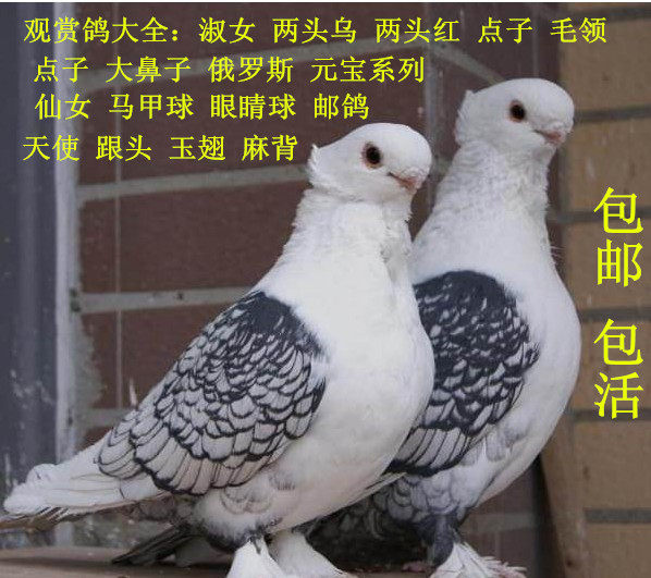 两头红.大鼻子,鸽子活体 ￥55.00售出:104件