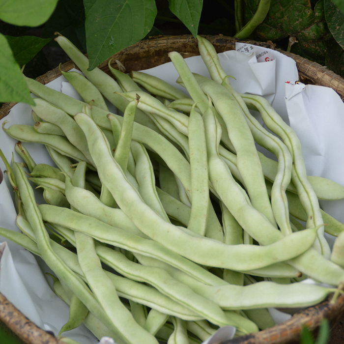 東北豆角大白豆角 農家自種芸豆角現摘現發非油豆角 精選新鮮蔬菜