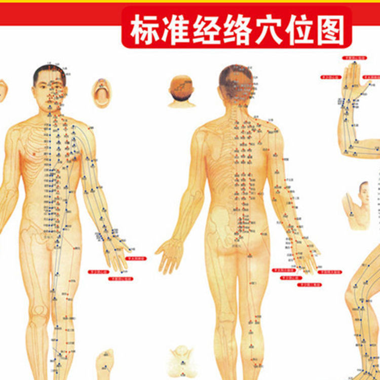 艾條艾柱艾灸人體經絡圖掛圖穴位圖附常用病例施灸參考溫炙器具