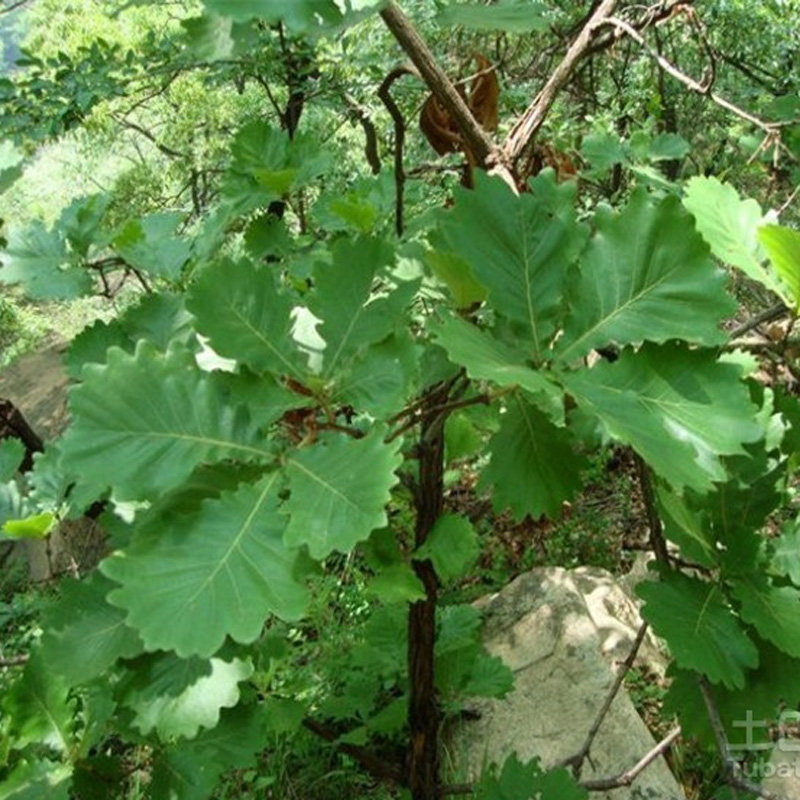 橡子树果实,橡子树的果实图片,橡子树_大山谷图库