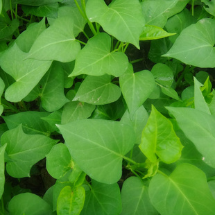 番薯 新鲜山野菜 有机植物农产品蔬菜 番薯叶红薯叶嫩叶美食 超值超好