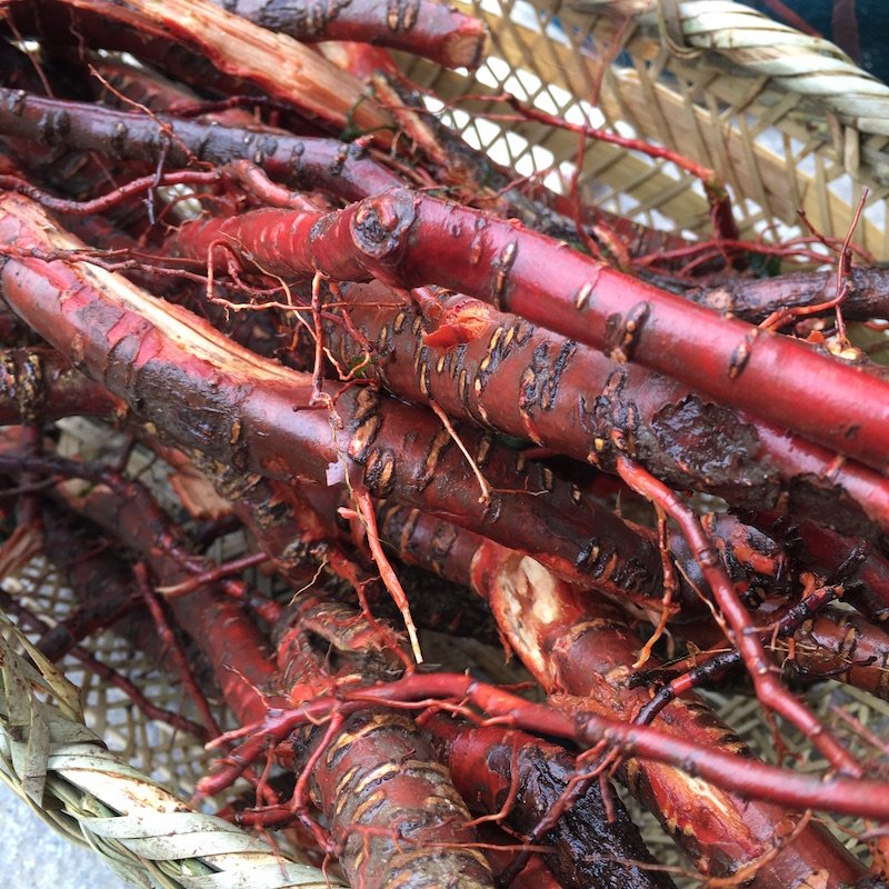 老桃树根 野生新鲜桃子树老根毛桃根山桃根皮现挖深山中草药材
