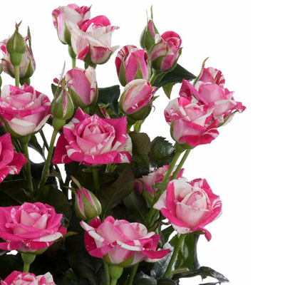 荷兰红白条纹多头切花月季 闪电舞 闪光的舞蹈 四季开花玫瑰花苗