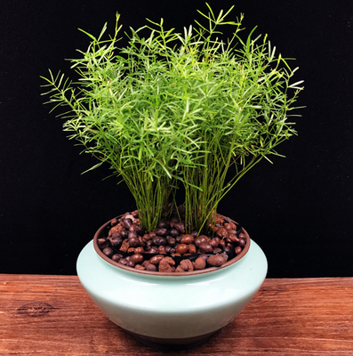 天门冬武竹小盆栽盆景中草药苗办公室客厅吸甲醛净化空气花卉绿植