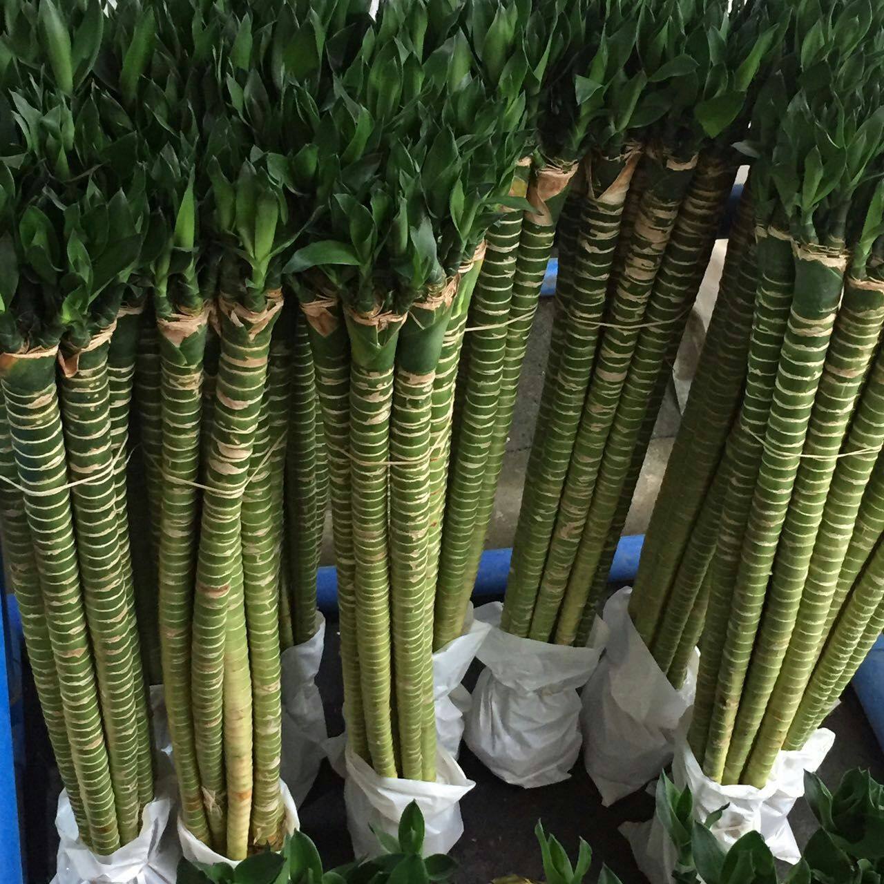 转运植物,花草(第6页)_大山谷图库