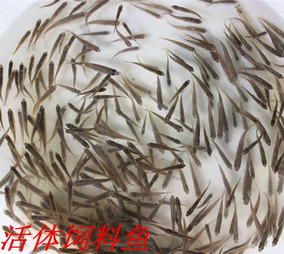 活體飼料魚麥穗魚食蚊魚龍魚羅漢鱷龜巴西龜開口飼料魚淡水小魚苗