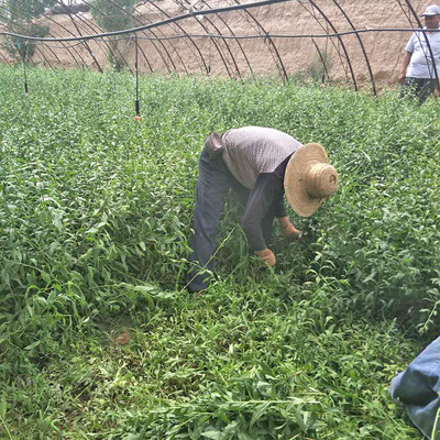 宁夏中宁枸杞芽菜新鲜芽尖茶500g 蔬菜枸杞叶头嫩枸杞芽顺丰包邮