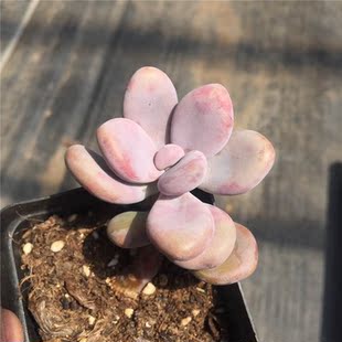 趣多多 粉球美人 多肉植物 精养控型 七厘米方盆 一物一拍 满包邮