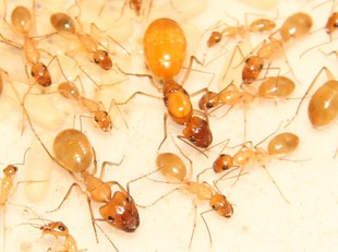 turcestanus/1后几十工/新疆发货 黄金土耳其弓背蚁/camponotus