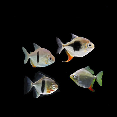 银版粗线鱼 黑桃a 血斑红勾丁 银板鱼 龙鱼配鱼 吃残渣 观赏鱼