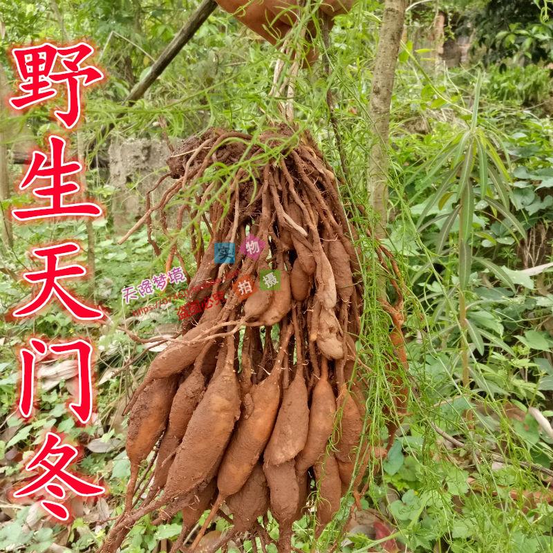 刺天茄根泡酒图片