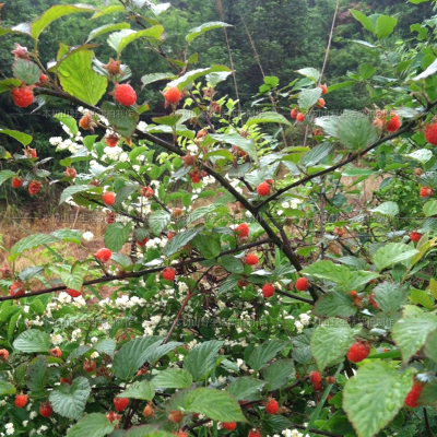 野生莓野果山莓树莓苗山抛子刺泡撒秧泡四月泡葫芦泡红树梅大麦泡