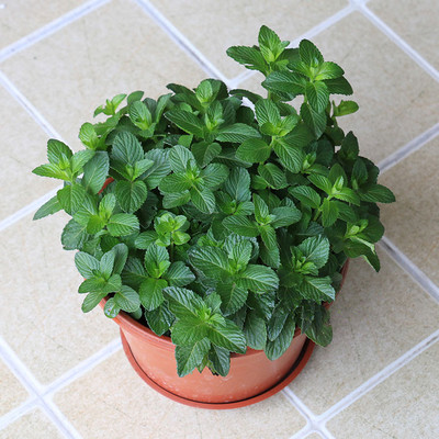 薄荷盆栽 可食用杀菌植物清香提神室内净化空气绿植 北京送货到家