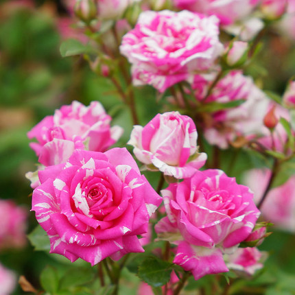 大华园艺灌木月季花苗 盆栽忧郁男孩当年开花四季种植物花卉绿植_7折